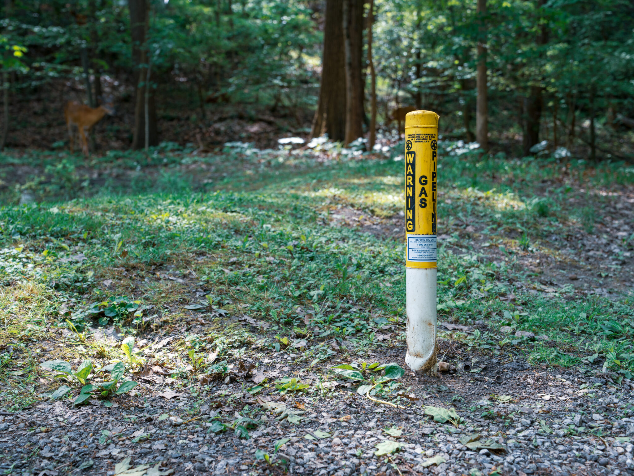 Gas Line Marker | OHIO811 Yellow vertical pipeline marker post with warning labels stands in a forest clearing, with a blurred deer in the left background.